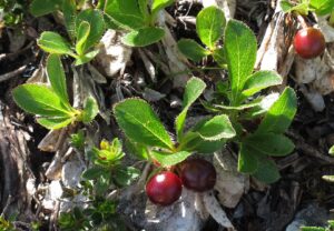 Arctostaphylos alpinus