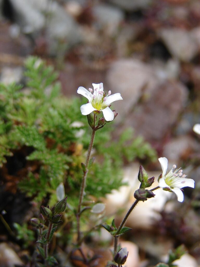 Arenaria conimbricensis subsp. conimbricensis