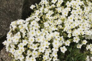 Arenaria montana