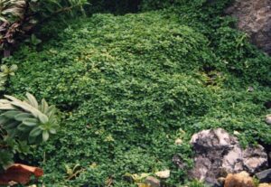 Arenaria balearica