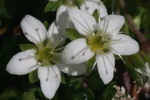 Arenaria biflora