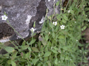 Arenaria deflexa