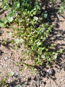 Arenaria emarginata subsp. emarginata