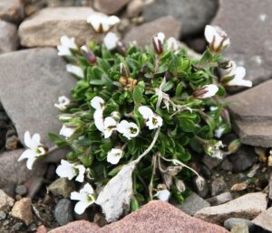 Arenaria pseudofrigida