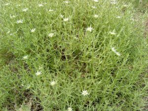 Arenaria pungens subsp. pungens