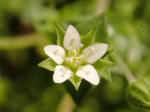 Arenaria serpyllifolia