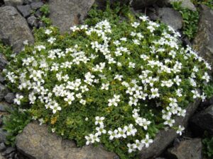 Arenaria tetraquetra
