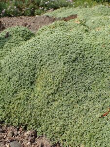 Arenaria tetraquetra subsp. tetraquetra