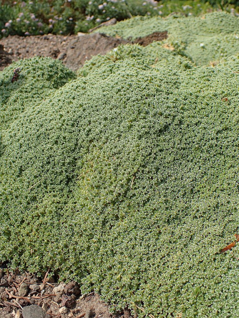 Arenaria tetraquetra subsp. tetraquetra