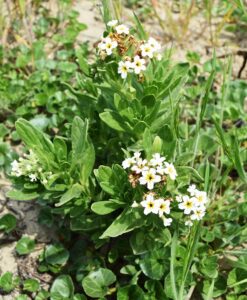 Argusia sibirica