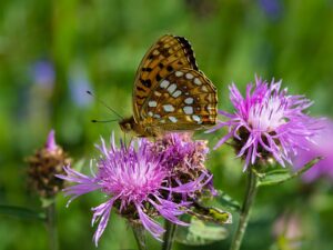 Centaurea jacea subsp. jacea