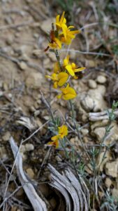 Argyrolobium zanonii