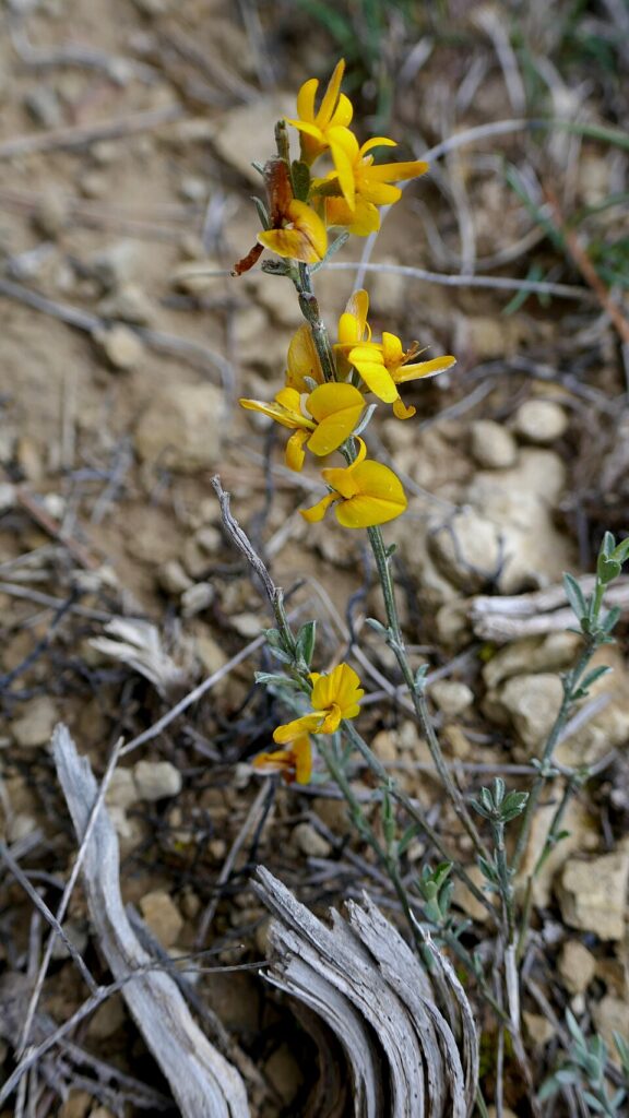 Argyrolobium zanonii