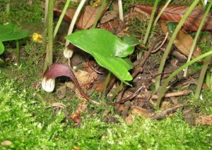Arisarum proboscideum