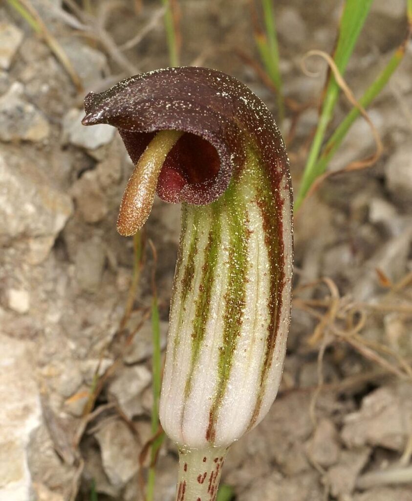 Arisarum vulgare subsp. vulgare