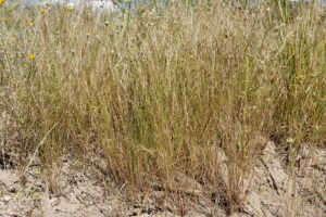 Aristida adscensionis