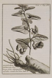 Aristolochia hirta