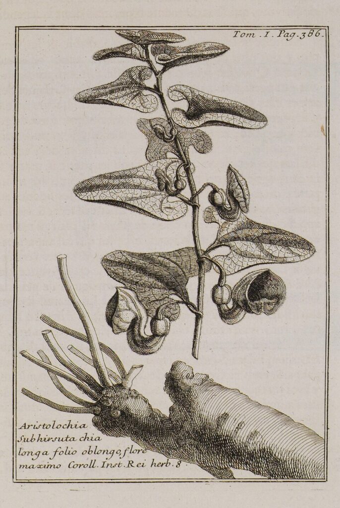 Aristolochia hirta