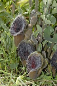 Aristolochia cretica