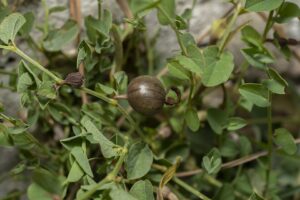 Aristolochia parvifolia