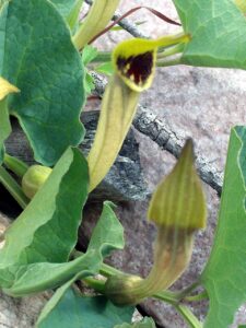 Aristolochia paucinervis
