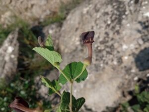 Aristolochia pistolochia