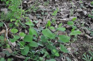 Aristolochia rotunda