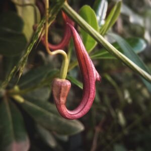 Aristolochia sempervirens