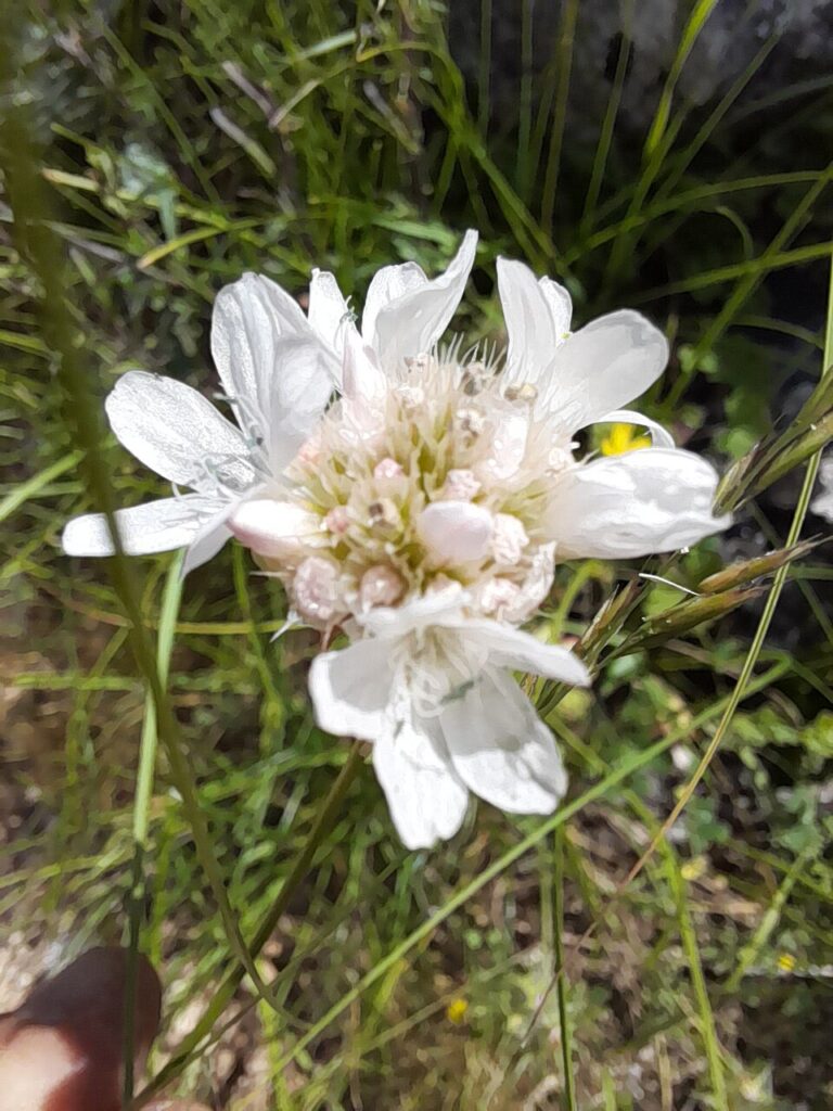 Armeria arenaria