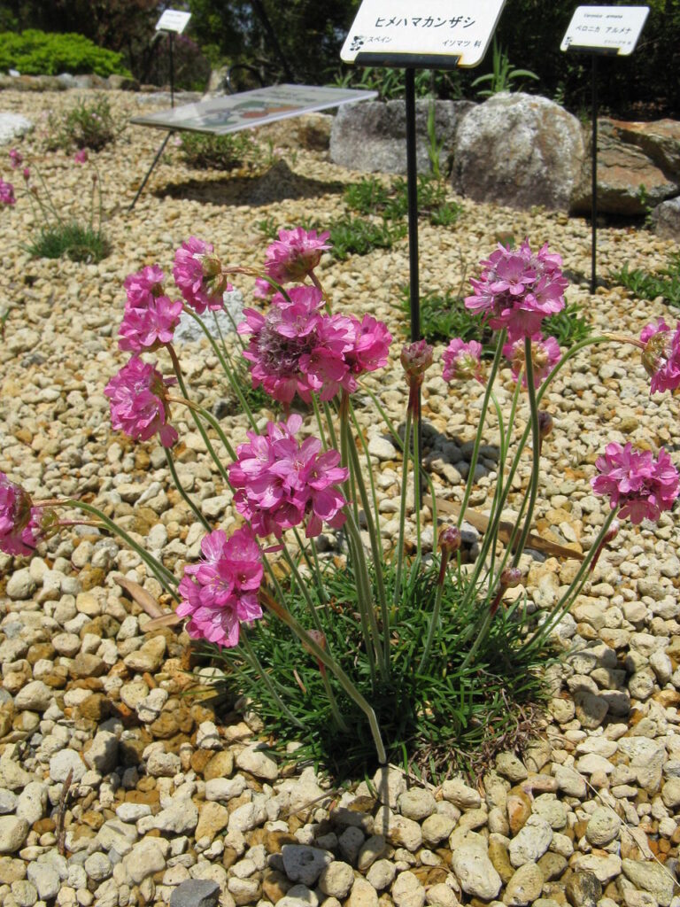 Armeria caespitosa
