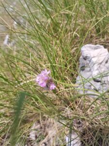 Armeria canescens