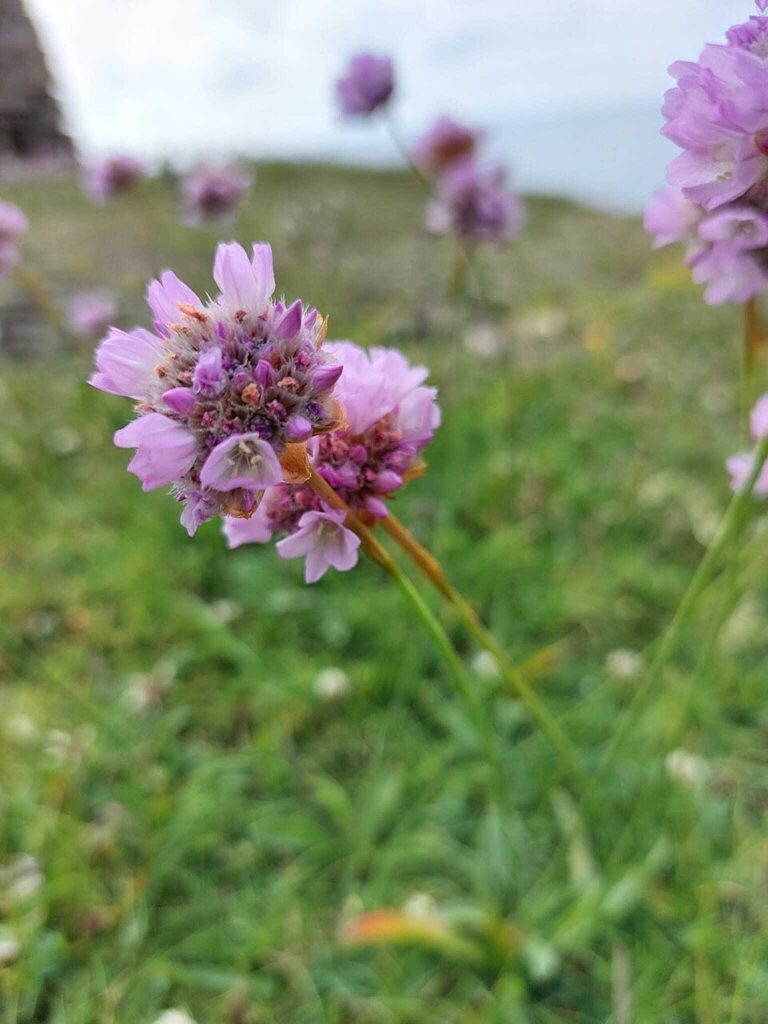 Armeria euscadiensis