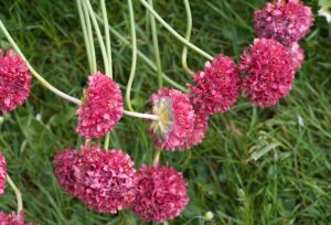 Armeria girardii
