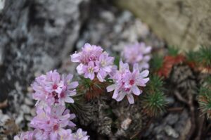 Armeria leucocephala