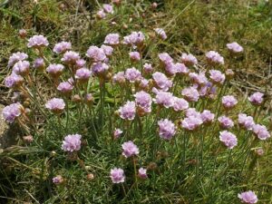 Armeria maritima subsp. maritima