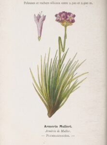Armeria muelleri