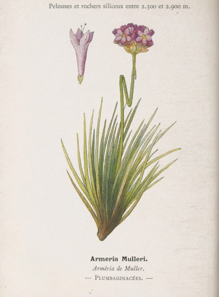 Armeria muelleri