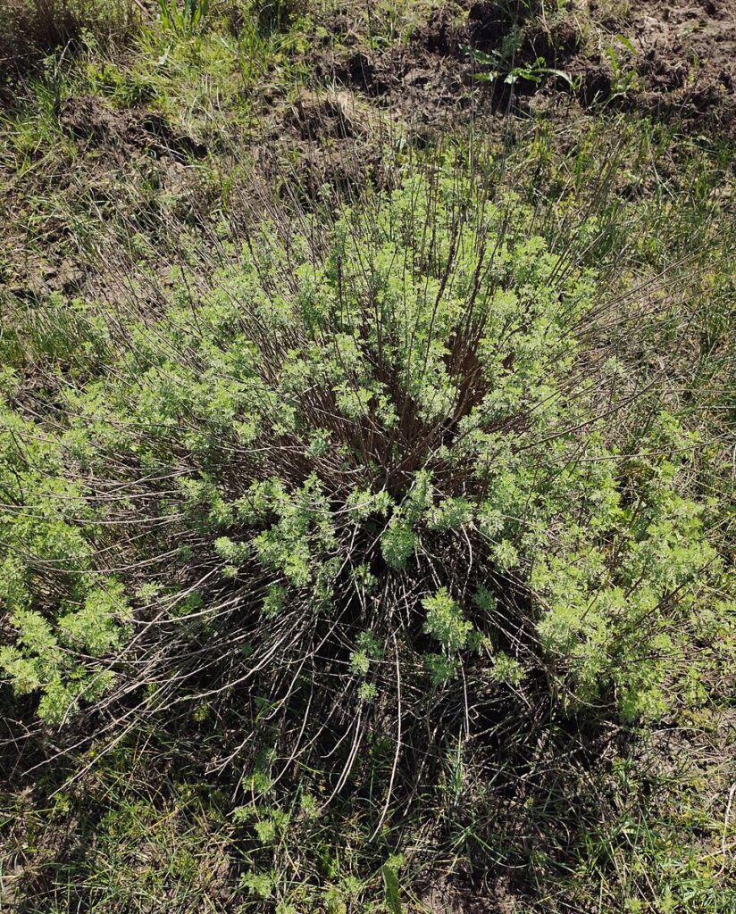Artemisia molinieri