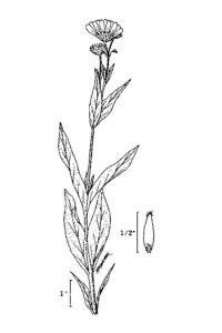 Arnica chamissonis