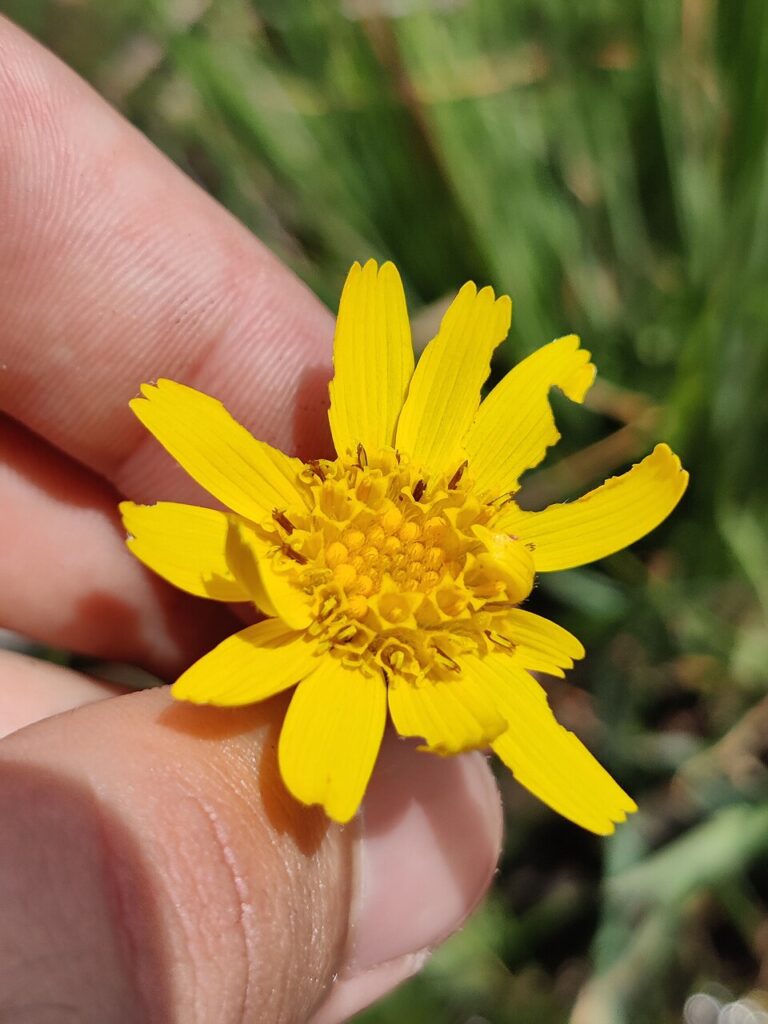 Arnica montana subsp. atlantica