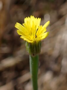 Arnoseris minima