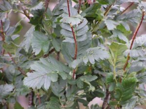 Sorbus pseudofennica