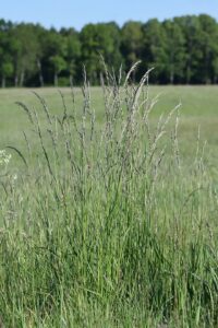 Arrhenatherum elatius