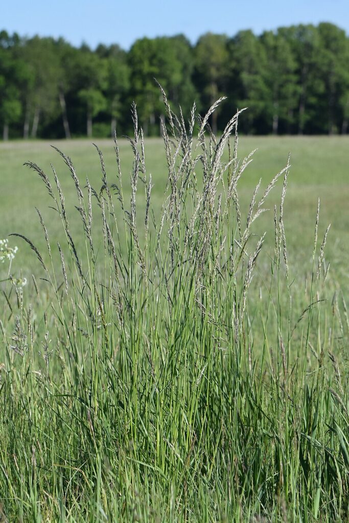 Arrhenatherum elatius