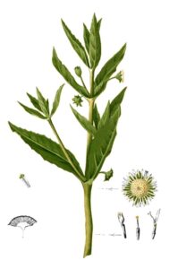 Artemisia alba subsp. alba