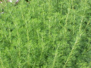 Artemisia anethifolia