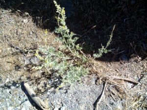 Artemisia chamaemelifolia