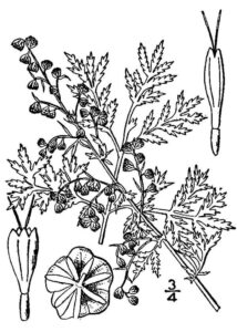 Artemisia annua