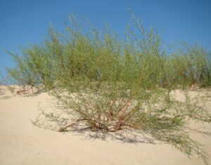 Artemisia arenaria