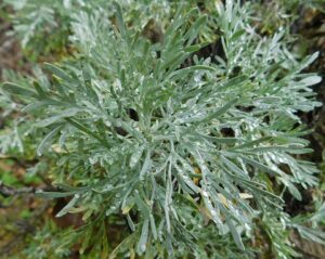 Artemisia caerulescens subsp. caerulescens
